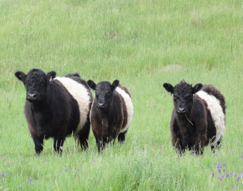 Galloway Rinder auf Wiese Galloway Rinder auf Wiese